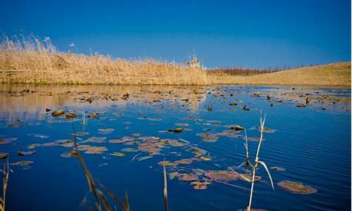 上海东滩湿地公园攻略_上海东滩湿地公园攻略路线图