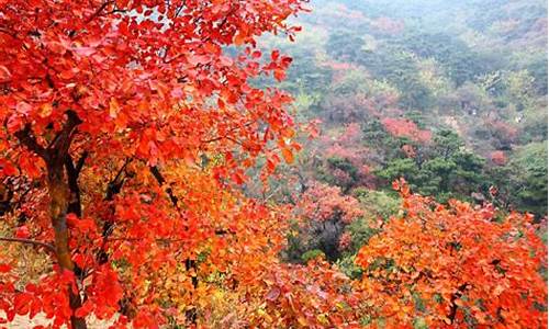 北京香山红叶观赏时间_北京香山红叶攻略