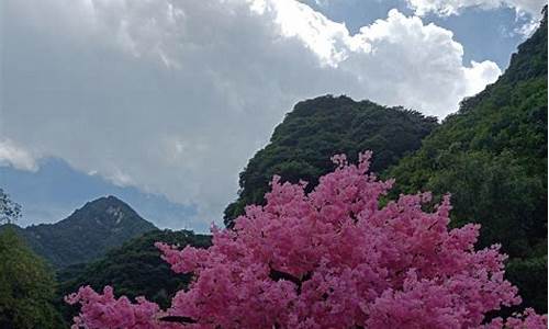 太平森林公园在哪_太平森林公园在哪里