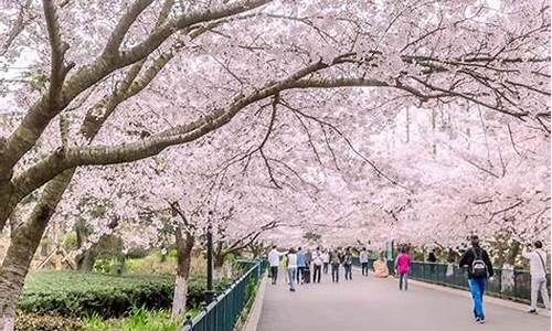 青岛中山公园的樱花_青岛中山公园的樱花在哪里