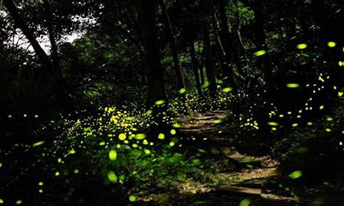 鼓浪屿 萤火虫公园_鼓浪屿 萤火虫公园在哪里